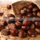 Fresh Chestnut thumbnail-6
