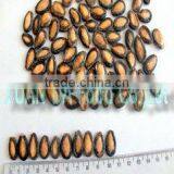 BLACK MELIN SEEDS thumbnail-1