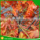 Wholesale Hand Make Decorative Fake Maple Tree thumbnail-3