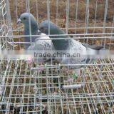 Small Pigeon House thumbnail-1