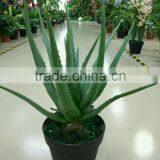 SJ30048946 Plastic Asparagus Plant/ Artificial Cactus Plant for Landscaping thumbnail-4