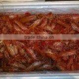 Live Spot Prawn thumbnail-2