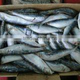 Frozen Fresh Sardines on Sale thumbnail-1