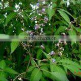 Vitex Negundo thumbnail-2