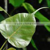 FICUS BENGALENSIS thumbnail-1