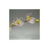 Sell Cymbidium Floribundum thumbnail-1