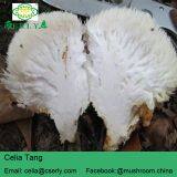 Mushroom Professional Manufacturer Supply Lions Mane Mushroom thumbnail-2