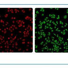 Live Cell Imaging System MCS11/MCS21/MCS22 thumbnail-2