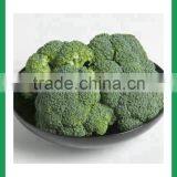 Bulk Packing Fresh Broccoli thumbnail-6