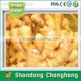 China Fresh Ginger and Garlic for Brazil and Amerca thumbnail-1