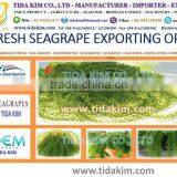 PANGASIUS HYPOPTHALMUS -TAPILA FROZEN BASA FILLLET - TIDA KIM - BLACK TIGER SHRIMP LIVE FROZEN LOBSTER P ORNATUS thumbnail-5