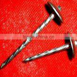 Kenya Market Umbrella Head Galvanzied and Twisted Shank Roofing Nails thumbnail-2