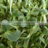 Automatic 100kg/day Barley Sprouting Machine thumbnail-1