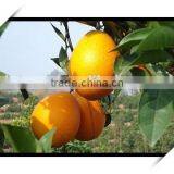 New Crop Fresh Navel Orange From Best Food thumbnail-5