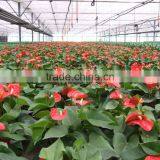Tunnel Greenhouse for Agriculture thumbnail-4