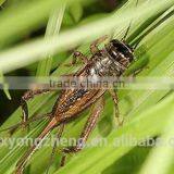 Pet Food Fish Food Microwave Dried Crickets Bagged/Canned thumbnail-1