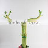 Mini Plants Lotus Bamboo thumbnail-1