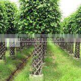 Ficus Cage Shape Benjamina Outdoor Plants thumbnail-1