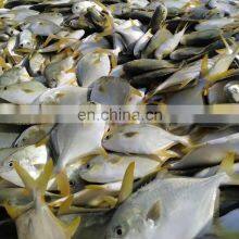 IQF Golden Pompano Frozen Golden Pompano Fish Golden Pomfret Fish thumbnail-5