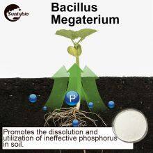 Bacillus Megatherium thumbnail-3