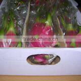 Fresh Dragon Fruit (dragon Fruit) thumbnail-1