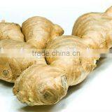 Professional Ginger Supplier Fresh Ginger thumbnail-1