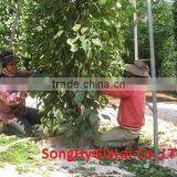 BLACK PEPPER 550GR/L CLEANED thumbnail-3