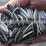 SUNFLOWER SEEDS thumbnail-1