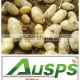 China Fresh Potato Price per Ton thumbnail-2