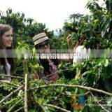 Natural and Bulk Packaging Raw Green Coffee Beans Popular Products thumbnail-5