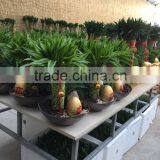 Dracaena Sanderiana Sander thumbnail-4