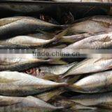 Frozen Big Eye Horse Mackerel 25cm+ thumbnail-1
