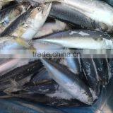 Best Price Seafrozen Pacific Mackerel Wholesale Online thumbnail-4