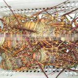 Spiny Lobster thumbnail-2