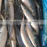 2016 New Caught Frozen Pacific Mackerel thumbnail-3