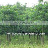 Chorisia Speciosa Tropical Ornamental Tree