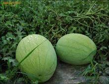 Big Pearl Planting Watermelon Hybrid f1 Seed for Sale thumbnail-3