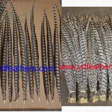 Lady Amhurst Pheasant Tail Feather for Wholesale From China