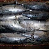 500-700g Frozen Bonito