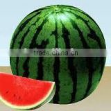 Green pearl early-matured round shape hybrid watermelon seeds