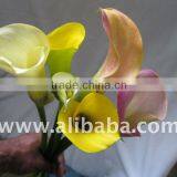 calla lily