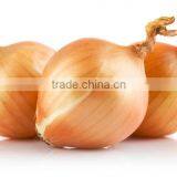 Fresh Onion in Bulk