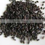 Camphor Basil thumbnail-1