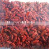 Ningxia Goji Berry thumbnail-2