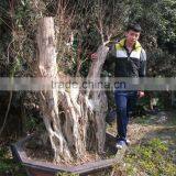 Outdoor Plants Lagerstroemia Indica L. thumbnail-5