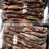 200-300g Frozen Illex Squid thumbnail-1