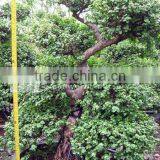 Portulacaria Bonsai Medium Size thumbnail-1