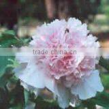 Tree Peony Plant Root Chun Hong Jiao Yan thumbnail-1
