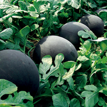 Wholesale Hybrid Watermelon Seeds for Sale thumbnail-3