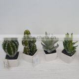 Best Selling Factory Direct Price Tropical Plants Mini Potted Cactus thumbnail-1